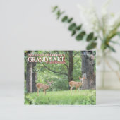 Groot meer Oklahoma ansichtkaart hert Briefkaart (Staand voorkant)