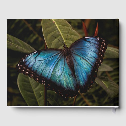 Groot, mooi, blauw, vlinder gastenboek (Achterkant)