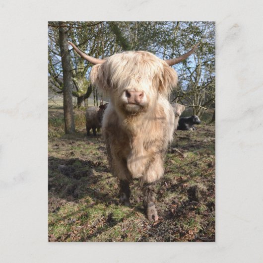 Groot om Schots te worden Briefkaart (Voorkant)