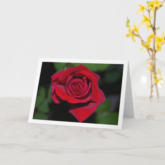 Groot rood roos portret kaart (Gele Bloem)