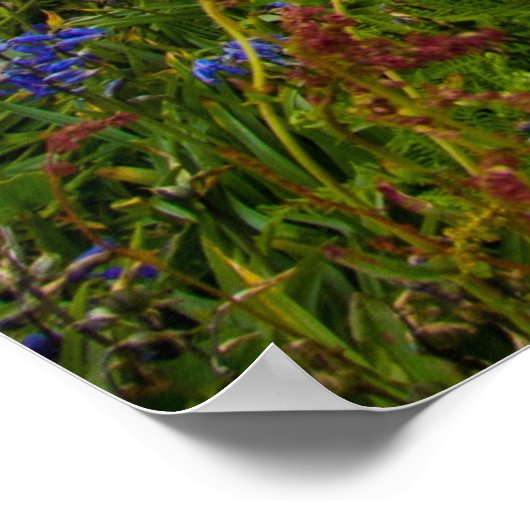 GROOT SALTEE, SALTEE-EILANDEN, IERLAND POSTER (Hoek)