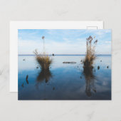 Groot somber moeras briefkaart (Voorkant / Achterkant)