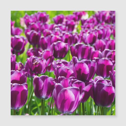 Groot veld met paarse tulpen (Voorkant)
