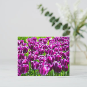Groot veld met paarse tulpen briefkaart