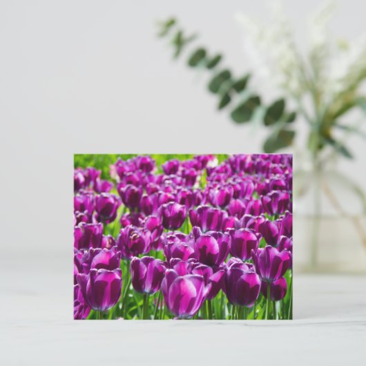 Groot veld met paarse tulpen briefkaart (Staand voorkant)