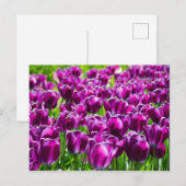 Groot veld met paarse tulpen briefkaart (Voorkant / Achterkant)