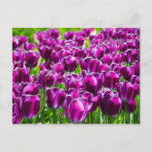 Groot veld met paarse tulpen briefkaart (Voorkant)