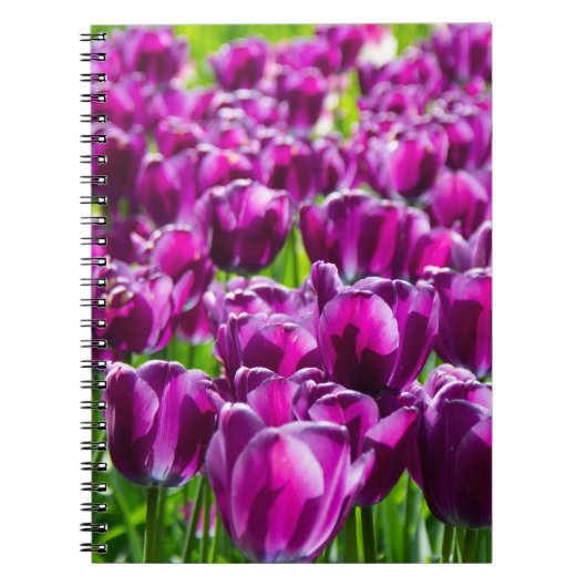 Groot veld met paarse tulpen notitieboek (Voorkant)