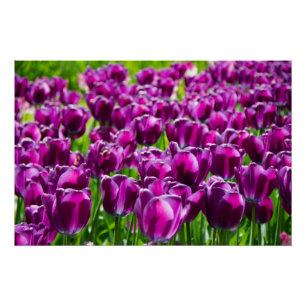 Groot veld met paarse tulpen poster