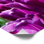 Groot veld met paarse tulpen poster (Hoek)
