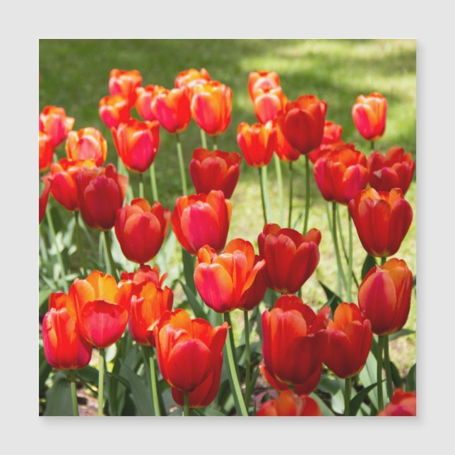 Groot veld met rode tulpen  (Voorkant)