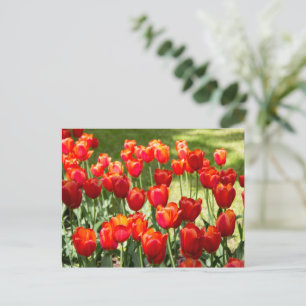 Groot veld met rode tulpen  briefkaart