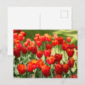 Groot veld met rode tulpen briefkaart (Voorkant / Achterkant)