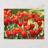 Groot veld met rode tulpen briefkaart (Voorkant)