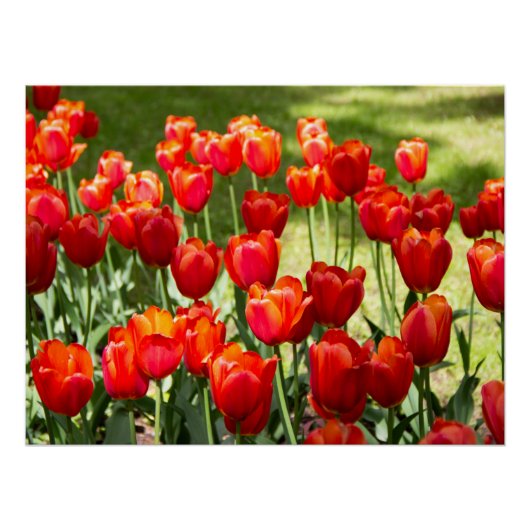 Groot veld met rode tulpen perfect poster (Voorkant)