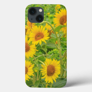 Groot veld met zonnebloemen nabij Moses Lake, WA 2 Case-Mate iPhone Case