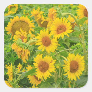 Groot veld met zonnebloemen nabij Moses Lake, WA 2 Vierkante Sticker