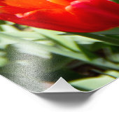 Groot veld rode tulpen foto afdruk (Hoek)