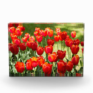 Groot veld rode tulpen fotoblokken