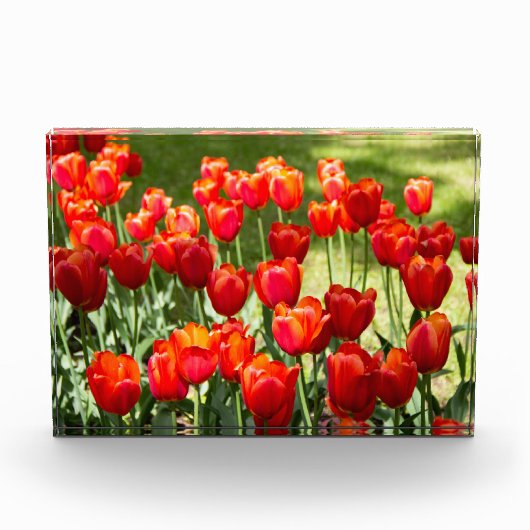 Groot veld rode tulpen fotoblokken (Voorkant)