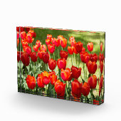 Groot veld rode tulpen fotoblokken (Rechts)