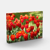 Groot veld rode tulpen fotoblokken (Links)