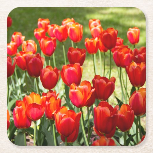 Groot veld rode tulpen kartonnen onderzetters (Voorkant)