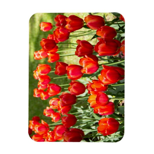 Groot veld rode tulpen magneet (Verticaal)