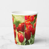 Groot veld rode tulpen papieren bekers (Rechts)