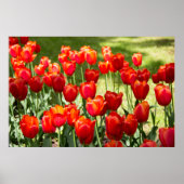 Groot veld rode tulpen poster (Voorkant)