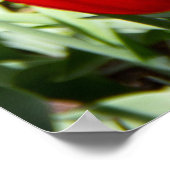 Groot veld rode tulpen poster (Hoek)