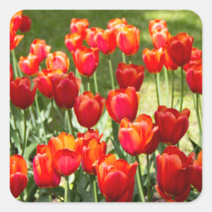 Groot veld rode tulpen vierkante sticker
