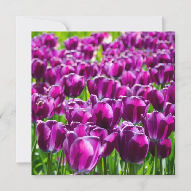 Groot veld van paarse tulpen (Voorkant)