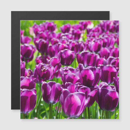 Groot veld van paarse tulpen (Voorkant / Achterkant)