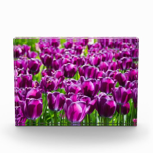 Groot veld van paarse tulpen fotoblokken (Voorkant)