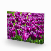 Groot veld van paarse tulpen fotoblokken (Rechts)