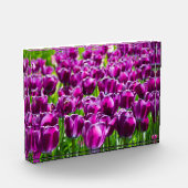 Groot veld van paarse tulpen fotoblokken (Links)
