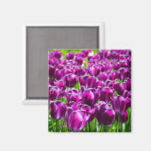 Groot veld van paarse tulpen magneet (Voorkant / Achterkant)
