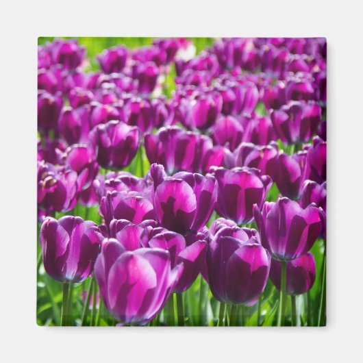 Groot veld van paarse tulpen magneet (Voorkant)