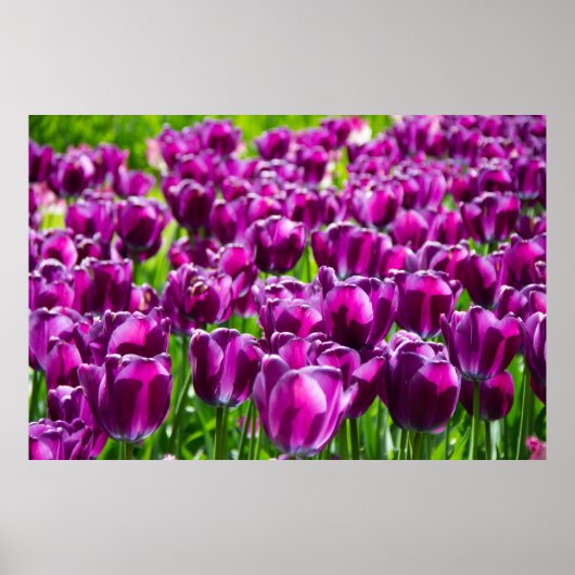 Groot veld van paarse tulpen poster (Voorkant)