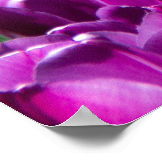 Groot veld van paarse tulpen poster (Hoek)