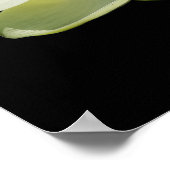 Groot wit Lotus Flower Poster (Hoek)