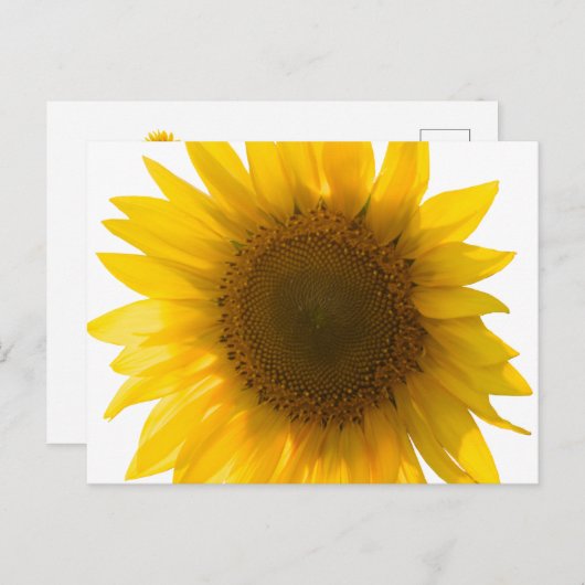 Groot zonnebloem briefkaart (Voorkant / Achterkant)