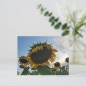 Groot zonnebloem Briefkaart (Staand voorkant)