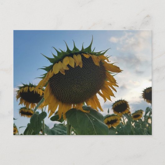 Groot zonnebloem Briefkaart (Voorkant)