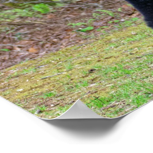 Groot zwart Beer in de moky's Poster (Hoek)