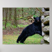 Groot zwart Beer in de moky's Poster (Voorkant)