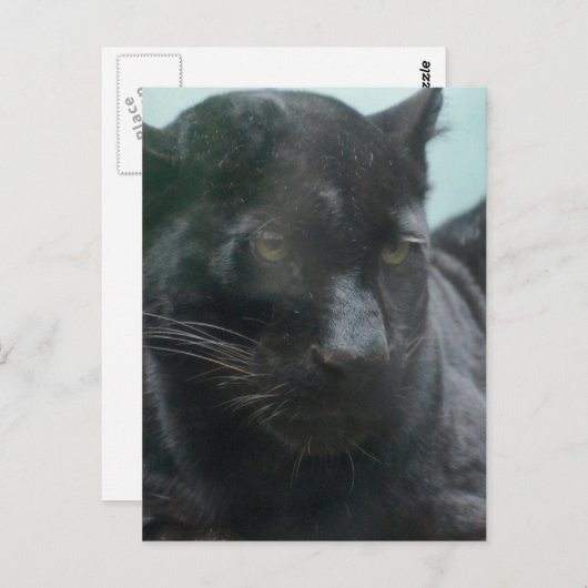Groot zwart Briefkaart (Voorkant / Achterkant)
