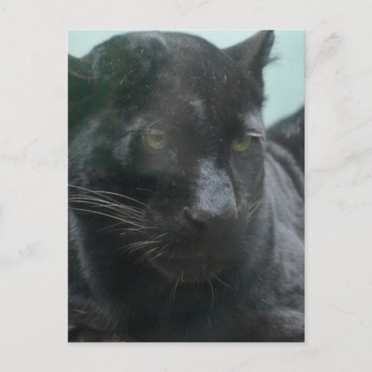 Groot zwart Briefkaart (Voorkant)