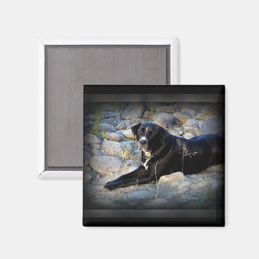 Groot zwart Pitbull Lab Cross Magneet (Voorkant / Achterkant)